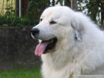 Kasimir_200609_2