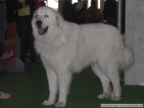 Kasimir_200610_2