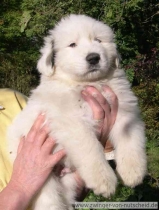 Kibo