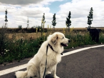 Lajuscha im Februar 2017