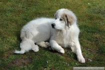Lovis_20070329_1