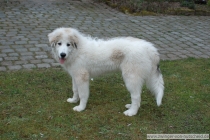 Lovis_20070329_2