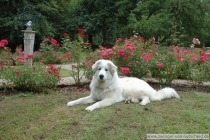 Lovis_20070709_1