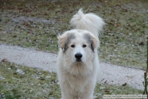 Lovis_20071215_1