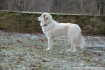 Lovis_20071215_2