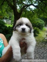 Mateo