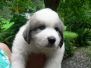 Maurice