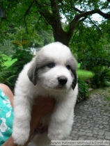 Maurice