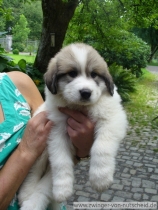 Merlin