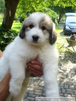 Mika