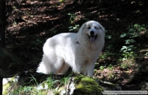Noel_20120813