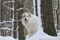 Noel_20130310