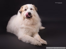 Noel_20150412-1