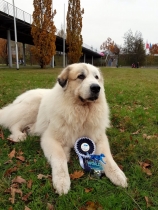 Noel World Veteran Winner 2017