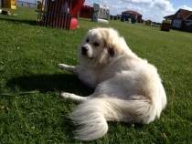 Olli Obama_20130808_2