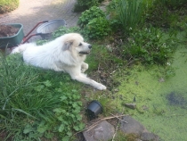 Olli Obama im April 2014