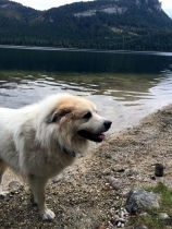 Olli Obama im Oktober 2016