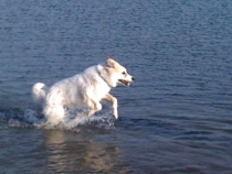 Olli Obama im August 2010