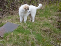 Oscar im Mai 2010