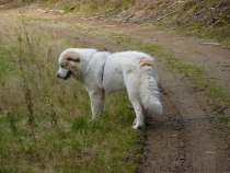 Oscar im Oktober 2010