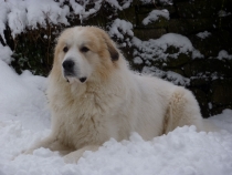 Oscar im Februar 2013
