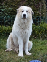 Oscar im Februar 2014