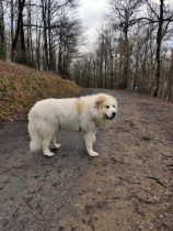 Oscar_20200214-1