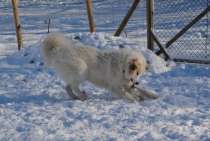 Oxana (genannt Enya)_20110129_1