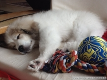 Quain (genannt Pastou) im Januar 2013