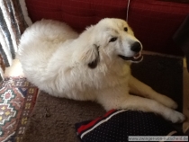 Quain (genannt Pastou) im Mai 2013