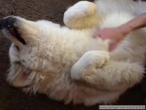 Quain (genannt Pastou) im Mai 2013