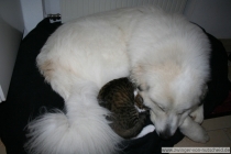 Quain (genannt Pastou) im Oktober 2013