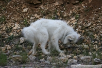 Quain (genannt Pastou) im Mai 2014