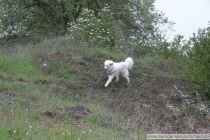 Quain (genannt Pastou) im Mai 2014