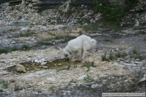 Quain (genannt Pastou) im Mai 2014