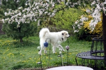 Quain (genannt Pastou) im Juli 2017