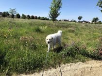 Quain-genannt-Pastou_20190609-1