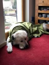 Quain-genannt-Pastou_20190616-1