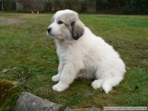 Quain (genannt Pastou) im Dezember 2012