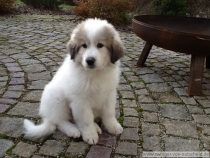 Quain (genannt Pastou) im Dezember 2012