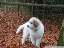 Quando (genannt Armani) im Dezember 2012