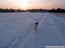 Quiety (genannt Paul) im Januar 2013