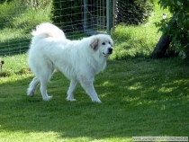Quiety (genannt Paul) im Mai 2014