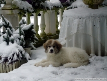 Quinto (genannt Amando) im Januar 2013