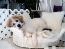 Quinto (genannt Amando) im März 2013