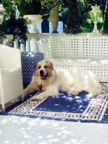 Quinto (genannt Amando) im Juli 2018