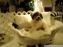 Quinto (genannt Amando) im Dezember 2012