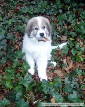 Quinto (genannt Amando) im Januar 2013