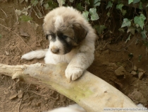 Quirina im Dezember 2012