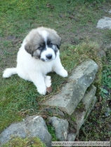 Quirina im Dezember 2012